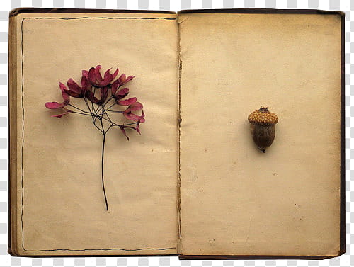 Highborn ، بلوط وزهرة وردية في كتاب مفتوح PNG